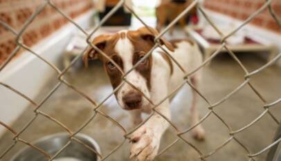 Abandonar o maltratar animales puede llevarte a prisión en RD ¿Qué dice la ley?