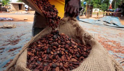Baja el cacao, pero no el chocolate: el desplome del grano pone en vilo a productores Baja el cacao, pero no el chocolate: el desplome del grano pone en vilo a productores