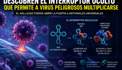 Científicos descubren el “talón de Aquiles” que comparten la polio y el resfriado común