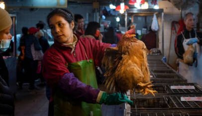 Diez mil virus de animales a personas: el cambio climático y la globalización amenazan a la humanidad