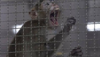 El oscuro negocio del tráfico de monos para laboratorios en Tailandia