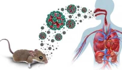 Explicativo: ¿Cómo se transmite el hantavirus?