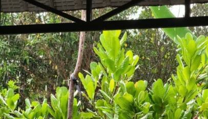 Indomet: Chubascos en la mañana y aguaceros dispersos en la tarde por incidencia de vaguada Indomet: Chubascos en la mañana y aguaceros dispersos en la tarde por incidencia de vaguada