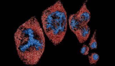 La IA entra al corazón de la vida: científicos crean microscopios capaces de observar células durante días