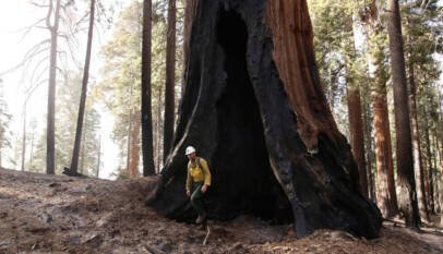 Las plantas huyen del cambio climático… pero ya no tienen dónde sobrevivir