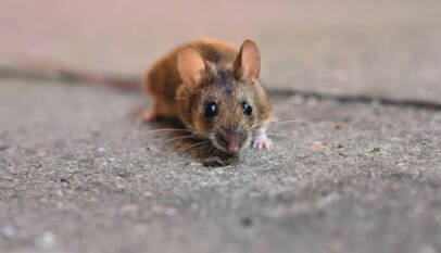 Zoonosis o cómo se transmiten los hantavirus de animales a humanos