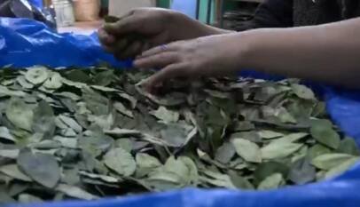 Caen los precios de la hoja de coca por los bloqueos en Bolivia