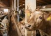 Científicos explican por qué la gripe aviar H5N1 atacó las ubres de vacas lecheras