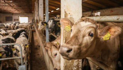 Científicos explican por qué la gripe aviar H5N1 atacó las ubres de vacas lecheras