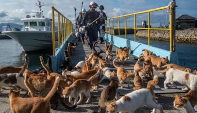 La FDA aprueba un nuevo tratamiento para combatir una amenaza creciente en animales