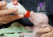 Argentina crea un cerdo modificado genéticamente para acercar órganos animales a trasplantes humanos