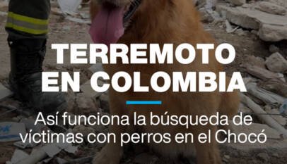 Así funciona la búsqueda de víctimas con perros tras el sismo en Colombia Así funciona la búsqueda de víctimas con perros tras el sismo en Colombia