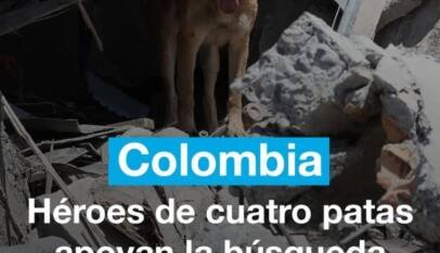 Colombia: héroes de cuatro patas apoyan búsqueda de sobrevivientes Colombia: héroes de cuatro patas apoyan búsqueda de sobrevivientes