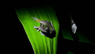 Costa Rica: descubren una nueva especie de rana, amante del café