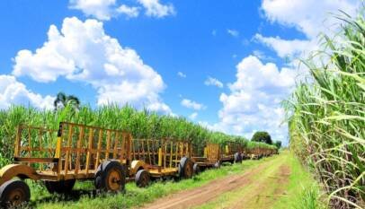 El Central Romana niega haya trabajo forzoso en sus campos El Central Romana niega haya trabajo forzoso en sus campos