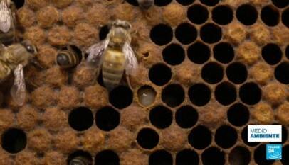 El regreso de dos pesticidas prohibidos en Francia: la presión política detrás del giro