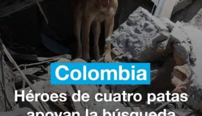 Terremoto en Colombia: Kiara, símbolo de la vulnerabilidad y resistencia de los animales en la tragedia