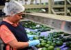 Un aguacate al día podría reducir modestamente el riesgo cardiovascular en adultos con obesidad