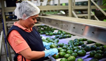 Un aguacate al día podría reducir modestamente el riesgo cardiovascular en adultos con obesidad Un aguacate al día podría reducir modestamente el riesgo cardiovascular en adultos con obesidad