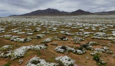 Chile: las lluvias convierten el desierto de Atacama en un mar de flores Chile: las lluvias convierten el desierto de Atacama en un mar de flores