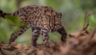 Tilcayo: el felino que la ciencia acaba de identificar en Bolivia Tilcayo: el felino que la ciencia acaba de identificar en Bolivia